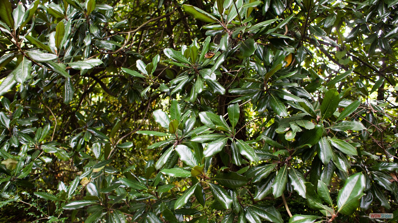Huge Magnolia Behind House